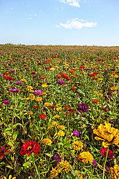 《女神异闻录3：Reload》与原版对比视频 画面更精美